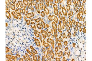 ABIN6259707 and ABIN6276744 at 1/100 staining Rat kidney tissue by IHC-P. (ABO anticorps  (N-Term))