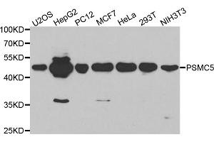 Western blot analysis of extracts of various cell lines, using PSMC5 antibody. (PSMC5 anticorps)