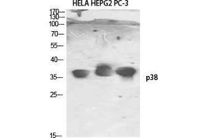 Western Blot (WB) analysis of HeLa HepG2 PC-3 using p38 Polyclonal Antibody. (MAPK14 anticorps)