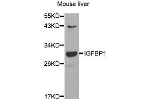 Western Blotting (WB) image for anti-Insulin-Like Growth Factor Binding Protein 1 (IGFBPI) (AA 26-259) antibody (ABIN6219959) (IGFBPI anticorps  (AA 26-259))