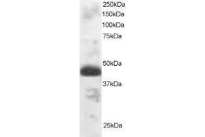 Image no. 1 for anti-Transcription Factor EC (TFEC) (AA 2-13) antibody (ABIN290587) (TFEC anticorps  (AA 2-13))