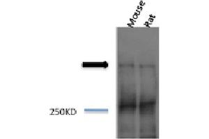 Western blot analysis of Mouse, Rat brain cell lysates showing detection of Piccolo protein using Rabbit Anti-Piccolo Polyclonal Antibody . (Piccolo anticorps  (HRP))
