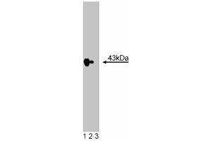 Western blot analysis of ECA39 on HeLa lysate. (BCAT1 anticorps  (AA 213-335))