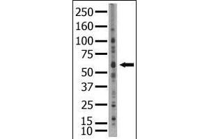 Image no. 1 for anti-SUMO1/sentrin/SMT3 Specific Peptidase 2 (SENP2) (C-Term) antibody (ABIN356753) (SENP2 anticorps  (C-Term))