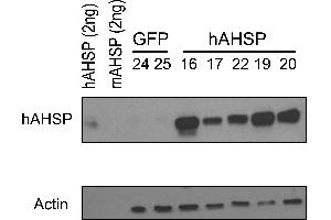 Western Blotting (WB) image for anti-alpha Hemoglobin Stabilizing Protein (aHSP) antibody (ABIN1043695) (aHSP anticorps)