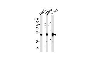 Western blot analysis of lysates from HepG2 cell line and mouse liver rat liver tissue lysates (from left to right) using H Antibody (Center) (ABIN1944892 and ABIN2838534). (Phenylalanine Hydroxylase anticorps  (AA 127-161))