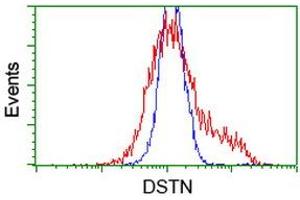 HEK293T cells transfected with either RC203419 overexpress plasmid (Red) or empty vector control plasmid (Blue) were immunostained by anti-DSTN antibody (ABIN2454406), and then analyzed by flow cytometry. (Destrin anticorps)