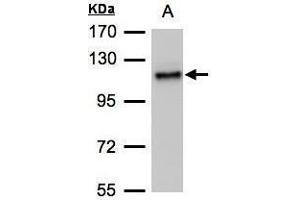 ADAMTSL2 antibody  (C-Term)