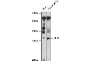 Western blot analysis of extracts of various cell lines, using PRB4 antibody (ABIN7265834) at 1:1000 dilution.