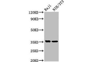 Western Blot Positive WB detected in: Raji whole cell lysate, NIH/3T3 whole cell lysate All lanes: NECTIN4 antibody at 5. (PVRL4 anticorps  (AA 91-199))