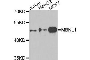 Western blot analysis of extracts of various cells, using MBNL1 antibody. (MBNL1 anticorps)