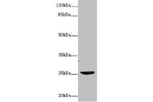 Western blot All lanes: NEGR1 antibody at 4 μg/mL + U87 whole cell lysate Secondary Goat polyclonal to rabbit IgG at 1/10000 dilution Predicted band size: 39, 25 kDa Observed band size: 25 kDa (NEGR1 anticorps  (AA 1-196))