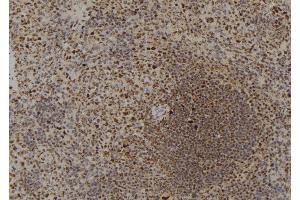 ABIN6273795 at 1/100 staining Mouse spleen tissue by IHC-P. (DYRK4 anticorps  (C-Term))