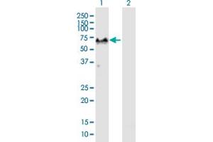 Western Blot analysis of G3BP1 expression in transfected 293T cell line by G3BP1 MaxPab polyclonal antibody.