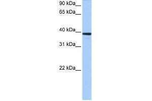WB Suggested Anti-MRM1 Antibody Titration:  0. (MRM1 anticorps  (C-Term))