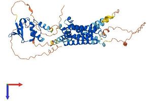 AlphaFold protein structure predicition of Human Recombinant KCNA6 Protein, UniprotID P17658
