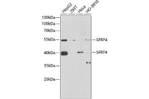 Western blot analysis of extracts of various cell lines, using SFRP4 antibody (ABIN6132004, ABIN6147678, ABIN6147679 and ABIN6222043) at 1:1000 dilution. (SFRP4 anticorps  (AA 19-346))