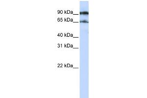 WB Suggested Anti-ATG9A Antibody Titration:  0. (ATG9A anticorps  (Middle Region))