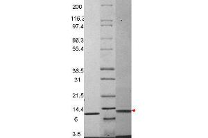 MIP-3ß Mouse Recombinant Cytokine - SDS-PAGE.