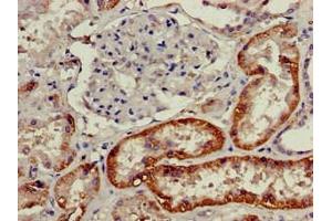 Immunohistochemistry of paraffin-embedded human kidney tissue using ABIN7161482 at dilution of 1:100 (SLC3A1 anticorps  (AA 1-68))