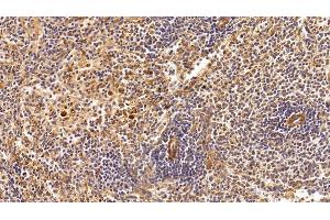 Detection of CLU in Rabbit Spleen Tissue using Monoclonal Antibody to Clusterin (CLU)