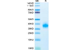 Human ULBP-2 on Tris-Bis PAGE under reduced condition.