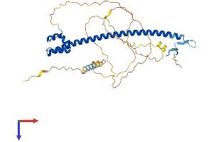AlphaFold protein structure predicition of Human Recombinant NFE2 Protein, UniprotID Q16621