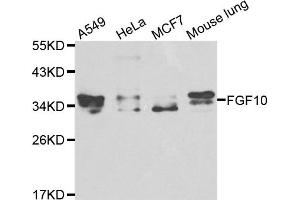 Western blot analysis of extracts of various cell lines, using FGF10 antibody. (FGF10 anticorps)