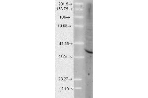 Aha1 Human Cell line Mix 10ug 1 in 1000. (AHSA1 anticorps)