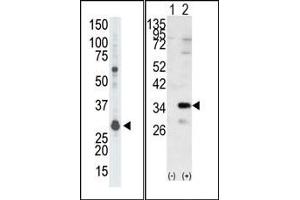 Image no. 1 for anti-Guanine Nucleotide Binding Protein (G Protein), beta Polypeptide 2-Like 1 (GNB2L1) (N-Term) antibody (ABIN360524)