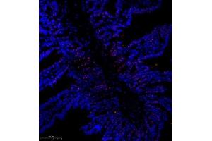 Immunofluorescence of paraffin embedded mouse small intestine using SRRM2 (ABIN7075555) at dilution of 1:650 (300x lens) (SRRM2 anticorps)