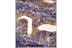 GHSR Antibody (C-term) (ABIN655816 and ABIN2845240) immunohistochemistry analysis in formalin fixed and paraffin embedded human uterus tissue followed by peroxidase conjugation of the secondary antibody and DAB staining. (GHSR anticorps  (C-Term))