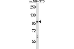 Western Blotting (WB) image for anti-Leukocyte Receptor tyrosine Kinase (LTK) antibody (ABIN2997770)