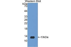 Detection of Recombinant IL8, Porcine using Polyclonal Antibody to Interleukin 8 (IL8) (IL-8 anticorps  (AA 26-103))