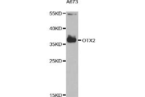 Western blot analysis of extracts of A-673 cells, using OTX2 antibody (ABIN6293012) at 1:1000 dilution. (OTX2 anticorps)