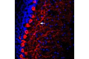 Expression of Prostanoid EP2 receptor in rat cerebellumImmunohistochemical staining of perfusion-fixed frozen rat brain sections using Anti-Prostaglandin E Receptor EP2/PTGER2 (extracellular) Antibody (ABIN7581947), (1:100).