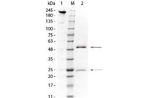 SDS-PAGE of Mouse anti-GSTO1 Monoclonal Antibody. (GSTO1 anticorps  (GST tag))