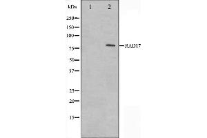 Western blot analysis on HeLa cell lysate using RAD17 Antibody. (RAD17 anticorps  (C-Term))