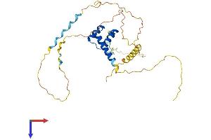AlphaFold protein structure predicition of Mouse Recombinant Hoxd8 Protein, UniprotID P23463