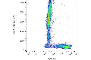 Flow cytometry analysis (surface staining) of human peripheral blood cells with anti-human CD6 (MEM-98) PE. (CD6 anticorps  (PE))