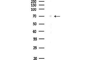 anti-Cell Division Cycle 23 (CDC23) (Internal Region) antibody