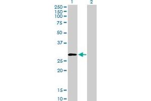 Western Blot analysis of PSMD9 expression in transfected 293T cell line by PSMD9 MaxPab polyclonal antibody. (PSMD9 anticorps  (AA 1-223))