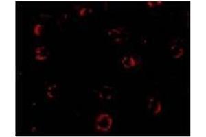 Immunofluorescence of CXCR4-Lo in Hela cells with CXCR4-Lo Antibody  at 4 ug/ml.