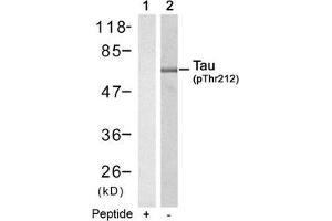 Western blot analysis of extracts from mouse brain tissue using Tau(Phospho-Thr212) Antibody(Lane 2) and the same antibody preincubated with blocking peptide(Lane1). (MAPT anticorps  (pThr212))