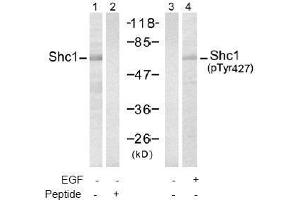 Image no. 2 for anti-SHC (Src Homology 2 Domain Containing) Transforming Protein 1 (SHC1) (pTyr427) antibody (ABIN197086) (SHC1 anticorps  (pTyr427))