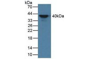 Figure. (AZGP1 anticorps  (AA 148-298))