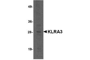 Image no. 1 for anti-Killer Cell Lectin-Like Receptor, Subfamily A, Member 3 (Klra3) (C-Term) antibody (ABIN341728) (Klra3 anticorps  (C-Term))