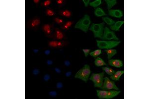 ABIN7093190 and ABIN7097195 staining HepG2 cells by IF/ICC. (ELANE anticorps  (C-Term))