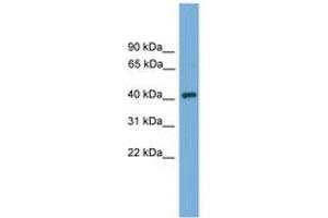 Image no. 1 for anti-DnaJ (Hsp40) Homolog, Subfamily B, Member 12 (DNAJB12) (AA 51-100) antibody (ABIN6744595) (DNAJB12 anticorps  (AA 51-100))