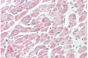 Anti-NLRX1 antibody IHC staining of human heart.